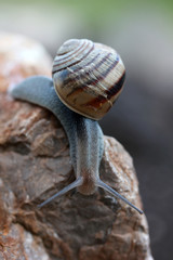 Slug  