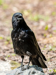 Ein Rabenvogel (Corvus)