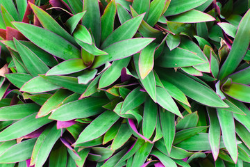 Green leaf detail for background