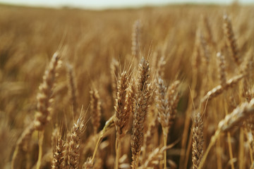 Fototapeta premium grain, agriculture, yellow, farm, stem, seed, ripe, field, crop, summer
