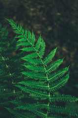 Focused green fern in forest. Nature exotic illustration