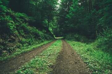 Dark forest background