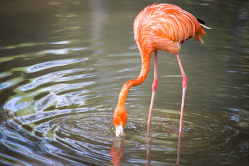 Pink flamingo on a pond in nature
