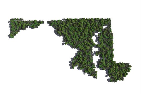 Maryland in Trees