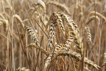 Ripe yellow wheat field ready for harvest. Beautiful summer landscape on a bright sunny day