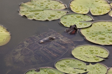 A tortoise resting on a water-lily leaf in the pond