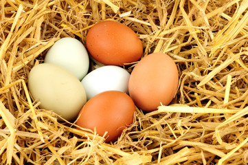 Free range hens eggs on straw background