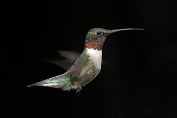 Male Ruby-throated Hummingbird
