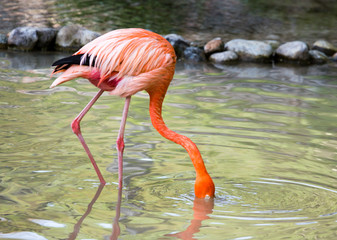Pink flamingo on a pond in nature