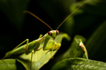 Praying Mantis