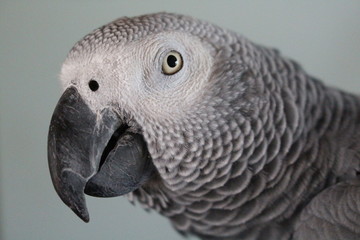 African Gray