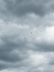 paragleiter im grauen himmel tandem treffen