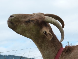 ziege portrait gerade paar nahaufnahme