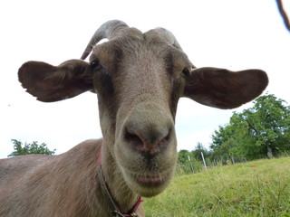 ziege portrait gerade paar nahaufnahme