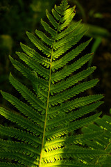  Fern leaves under sunlight in the woods