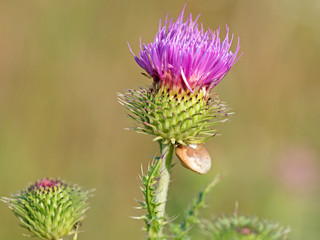 Gewöhnliche Kratzdistel, Cirsium vulgare