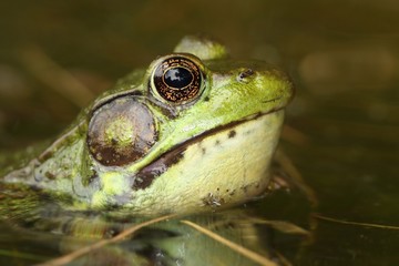 Green Frog (Rana clamitans)