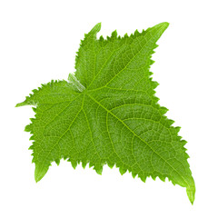 Fototapeta premium Cucumber vegetable leaf on white