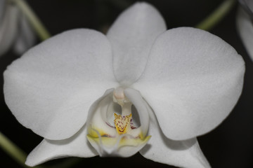 orchid