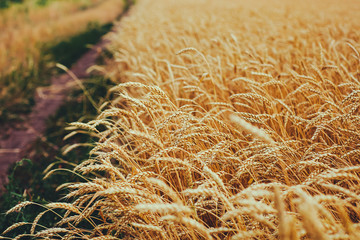 backdrop of ripening ears of yellow wheat field on the sunset cloudy orange sky background. Copy space of the setting sun rays on horizon in rural meadow Close up nature photo Idea of a rich harvest