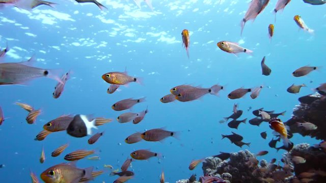 Slender cardinalfish Rhabdamia gracilis swimming underwater in Egypt