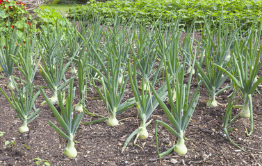 Obraz premium Rows of big onions growing in a vegetable garden .