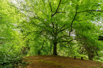 olt tree in the forest