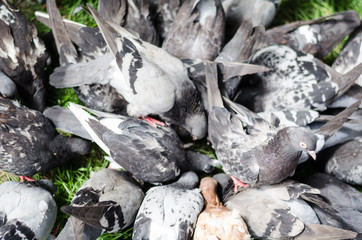  A lot of Pigeons eating bread 
