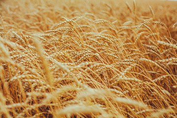 backdrop of ripening ears of yellow wheat field on the sunset cloudy orange sky background. Copy space of the setting sun rays on horizon in rural meadow Close up nature photo Idea of a rich harvest