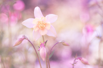 Obraz premium Delicate aquilegia on a pink background. Soft gentle image.