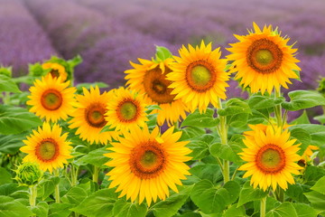 Fototapeta premium Blooming sunflowers with the field of lavender in the background