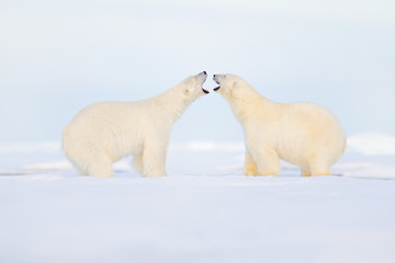 Two polar bears fight on the ice. Animal behaviour in Arctic Svalbard, Norway. Polar bear conflict with open snout in Svalbard. Cold winter with danger animal.