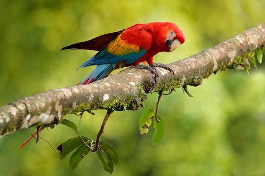 Parrot Scarlet Macaw, Ara macao, in green tropical forest, Costa Rica, Wildlife scene from tropic nature. Red bird in the forest. Parrot in the green jungle habitat. Red parrot near nest hole.