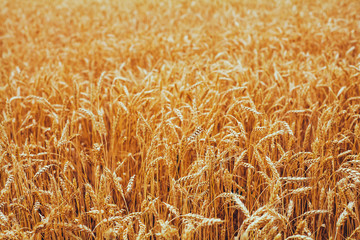 backdrop of ripening ears of yellow wheat field on the sunset cloudy orange sky background. Copy space of the setting sun rays on horizon in rural meadow Close up nature photo Idea of a rich harvest