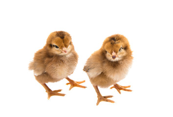 Fototapeta premium a chicken isolated