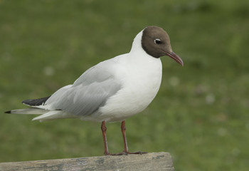 Black-headed gull