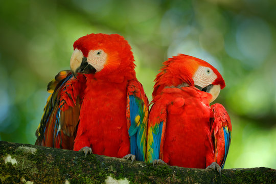 Pair of big parrot Scarlet Macaw, Ara macao, two birds sitting on branch, Brazil. Wildlife love scene from tropic forest nature. Two beautiful parrot on tree branch in nature habitat. Green habitat.