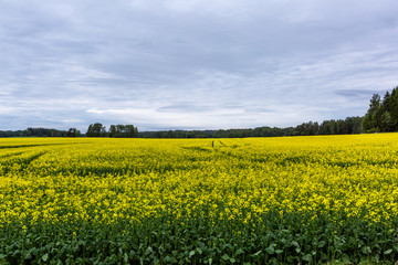 Flowering rapeseed field in Finland, cloudy day