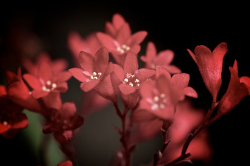 Tiny Red Flowers - 164756410
