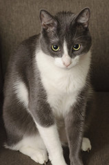 Obraz premium Cat sitting in the room