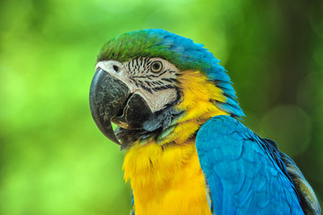 A cute Blue and Yellow Macaws.