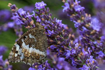 Scarce Swallowtail butterfly (Iphiclides podalirius) feeding on lavender blossom