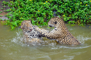 Fototapeta na wymiar Jaguars have fun in pond.
