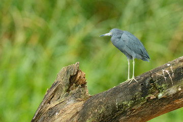 Fototapeta premium Heron sitting on the branch. Little Blue Heron, Egretta caerulea, in the waqter, eaqrly morning with, sun, dark blue sea, Rio Baru, Costa Rica. Heron with dark green forest at the background.