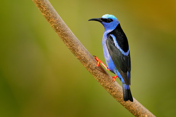 Red-legged Honeycreeper, Cyanerpes cyaneus, exotic tropic blue bird with red leg from Costa Rica. Tinny songbird in the nature habitat. Colour bird in the forest. Tanager birdwatching in South America