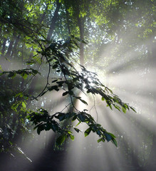 Sun rays shining through the green leaves of a beech branch in the forest. Bright summer