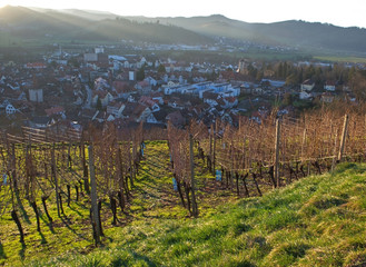 Vineyard, sunset and view on Gengenbach