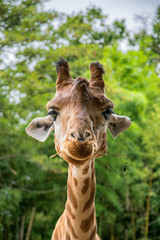 Girafe