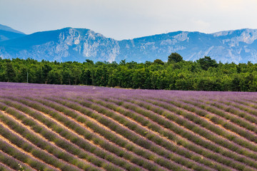 Fototapeta na wymiar Blooming field of the lavender in Provence, France