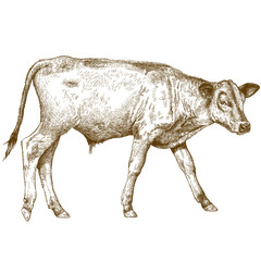 engraving  illustration of calf